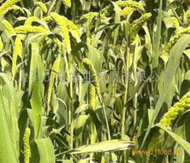 上馬山莊農(nóng)業(yè)產(chǎn)品 上馬山莊農(nóng)業(yè)產(chǎn)品圖片 上馬山莊農(nóng)業(yè)怎么樣 最新上馬山莊農(nóng)業(yè)產(chǎn)品展示 3158創(chuàng)業(yè)信息網(wǎng)