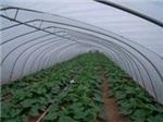 玻璃溫室當選京豐溫室大棚建設|承德溫室大棚-石家莊京豐農業科技提供玻璃溫室當選京豐溫室大棚建設|承德溫室大棚的相關介紹、產品、服務、圖片、價格養殖大棚、溫室大棚建設、大棚設計安裝、蔬菜大棚建設、智能溫室大棚建設、大棚骨架建設、