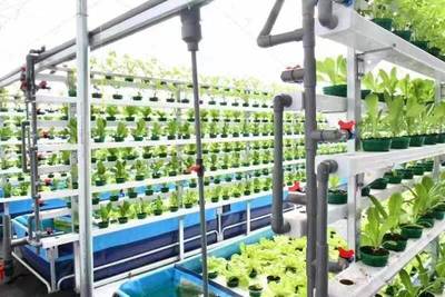 財(cái)政助力農(nóng)村綜合改革推動(dòng)&ldquo;菜鄉(xiāng)&rdquo;變新樣