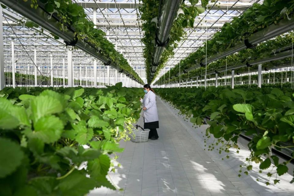 讓農(nóng)業(yè)科技成果應用提質(zhì)增速 構(gòu)建高效農(nóng)業(yè)科技服務體系